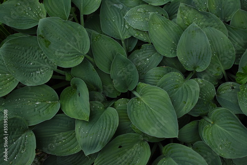 Green leaves coverd with raindrops