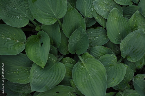 Green leaves coverd with raindrops