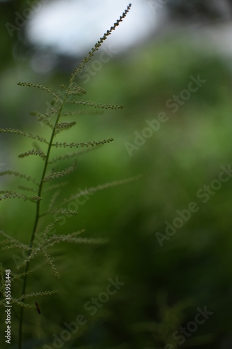 Feathery, bright, green gras in front of a dark, green Background