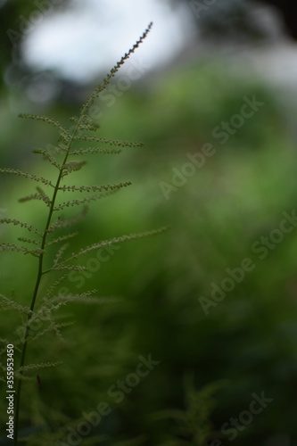 Feathery, bright, green gras in front of a dark, green Background