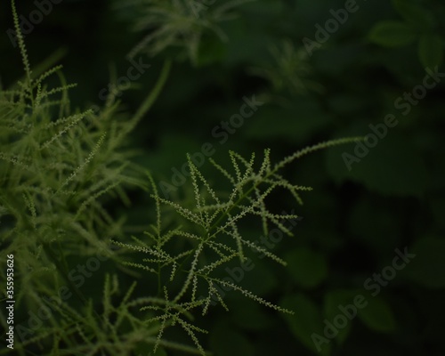 Feathery, bright, green gras in front of a dark, green Background