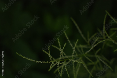 Feathery, bright, green gras in front of a dark, green Background