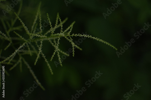 Feathery, bright, green gras in front of a dark, green Background