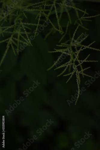 Feathery, bright, green gras in front of a dark, green Background