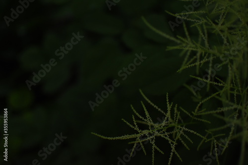 Feathery, bright, green gras in front of a dark, green Background
