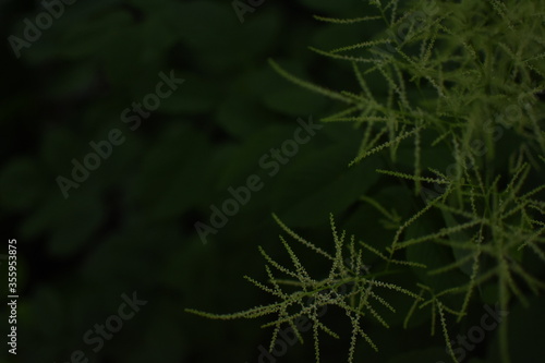 Feathery, bright, green gras in front of a dark, green Background