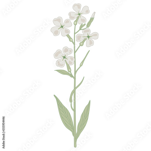 Isolated vector illustration. Branch of Hesperis Alba flower. Dame's Rocket. Sweet Rocket.
