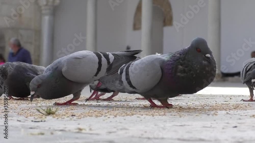 Feeding doves in mosque courtyard