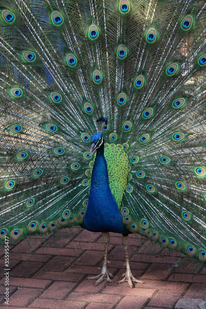 Obraz premium peacock with feathers out