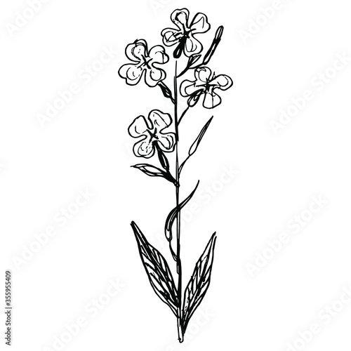 Isolated vector illustration. Branch of Hesperis Alba flower. Dame's Rocket. Sweet Rocket. Black and white linear silhouette. Hand drawn sketch.