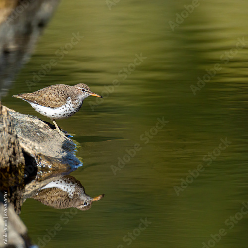 Spotted sandpiper flection