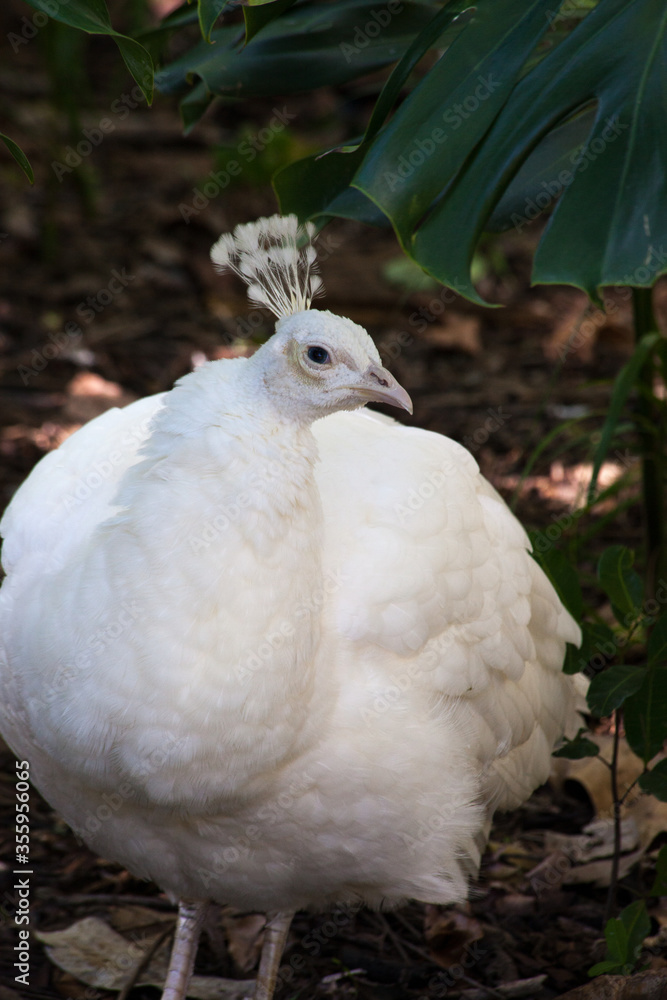 White Peacock in the shade White Peacock in the shade