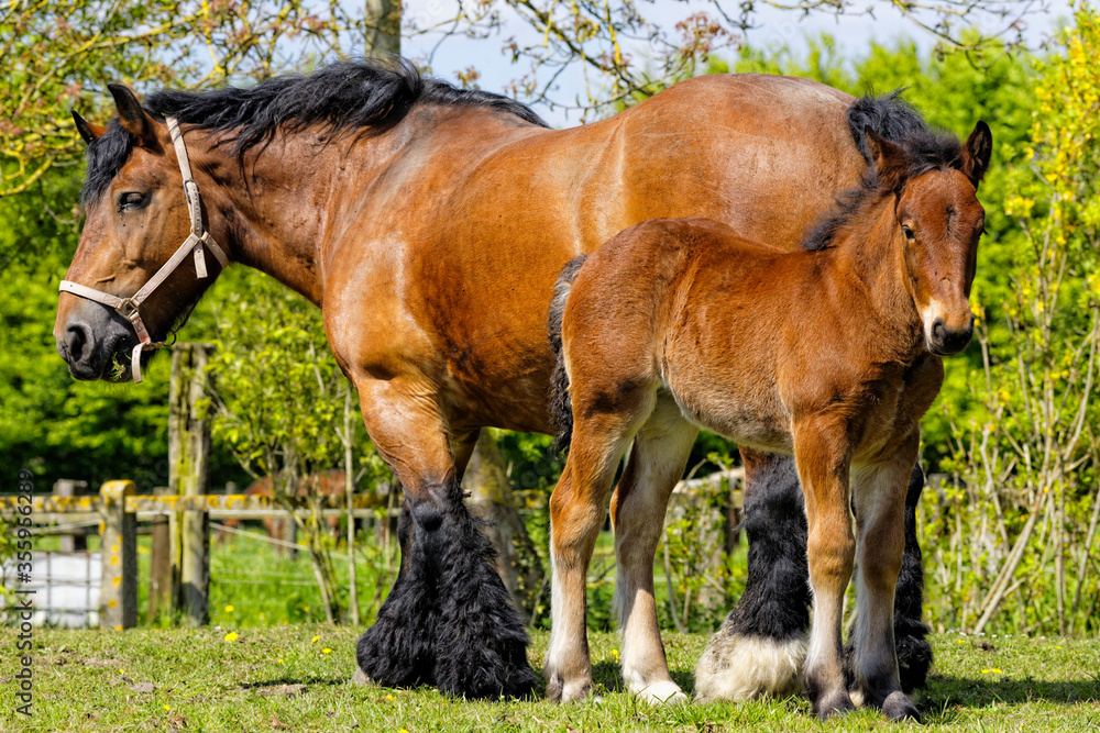 Obraz premium trait du nord