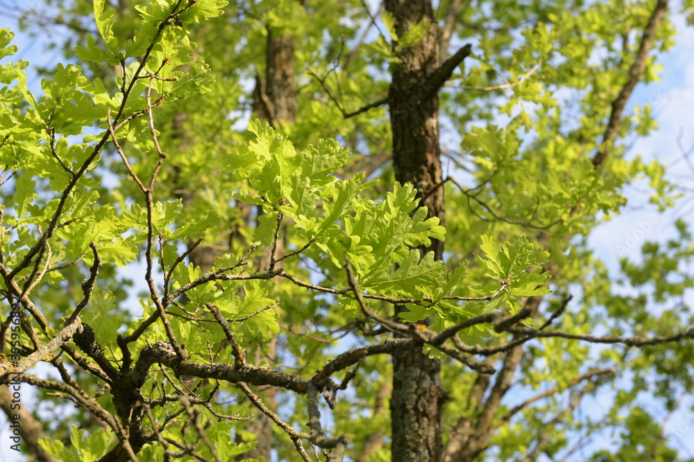 Fototapeta premium oak tree branches with leaves