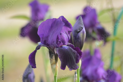 purple iris flowers