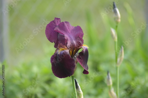 purple iris flower in spring