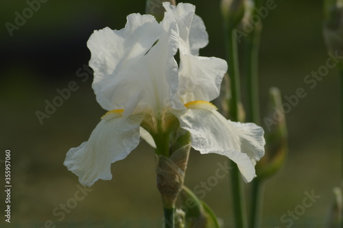 white iris flower closeup
