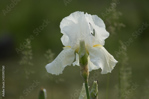 white iris flower on green background