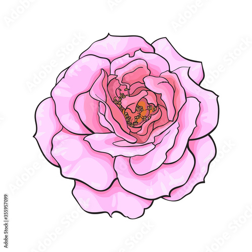 Pink rose flower fully open. Realistic hand drawn vector illustration in sketch style isolated on white background.