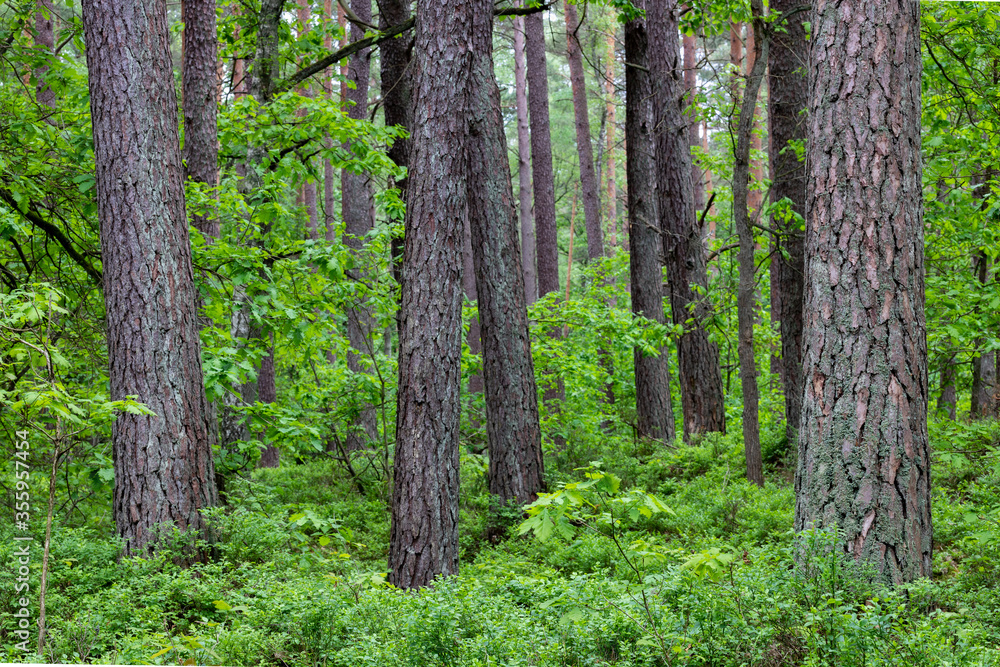 Fototapeta premium Large trees in a pine forest. View of coniferous trunks.
