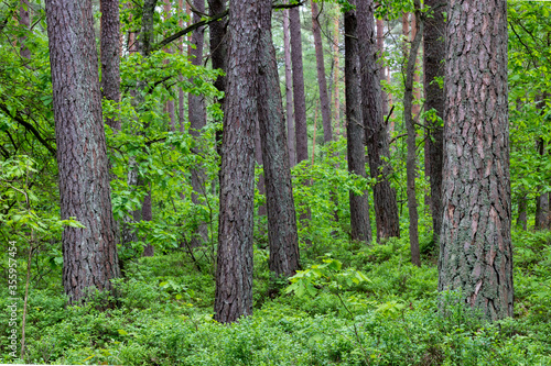 Large trees in a pine forest. View of coniferous trunks.