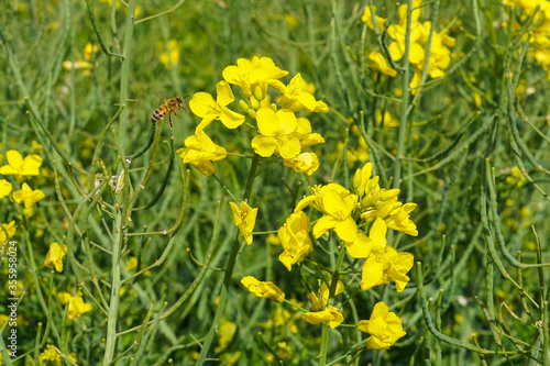 A honeybee flying towards a bright rapeseed flower on a field 