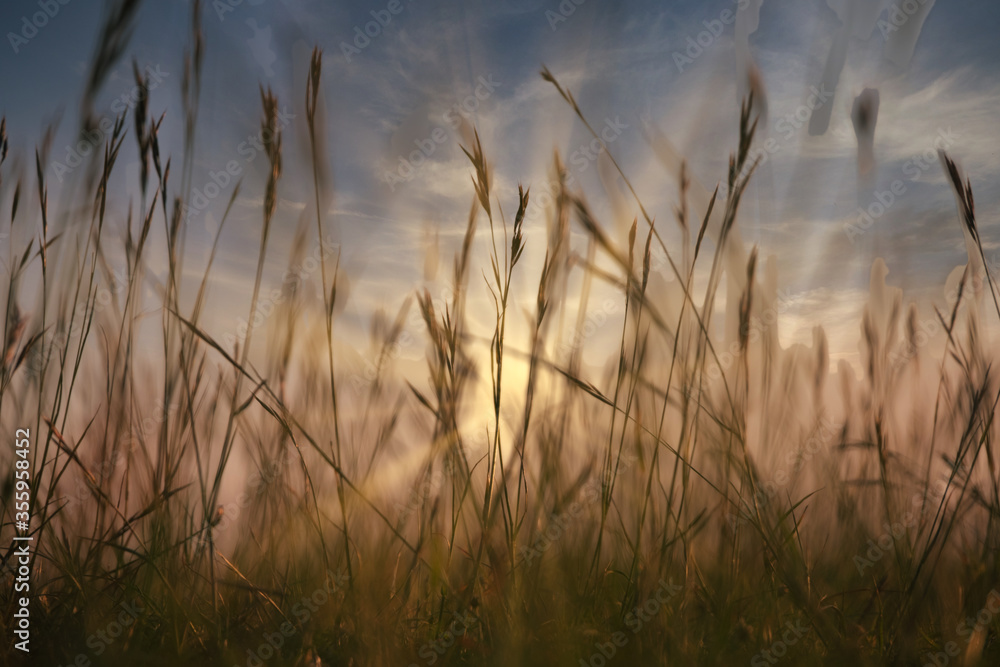 Setting sun shining though long grass with motion blur