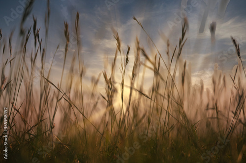 Setting sun shining though long grass with motion blur