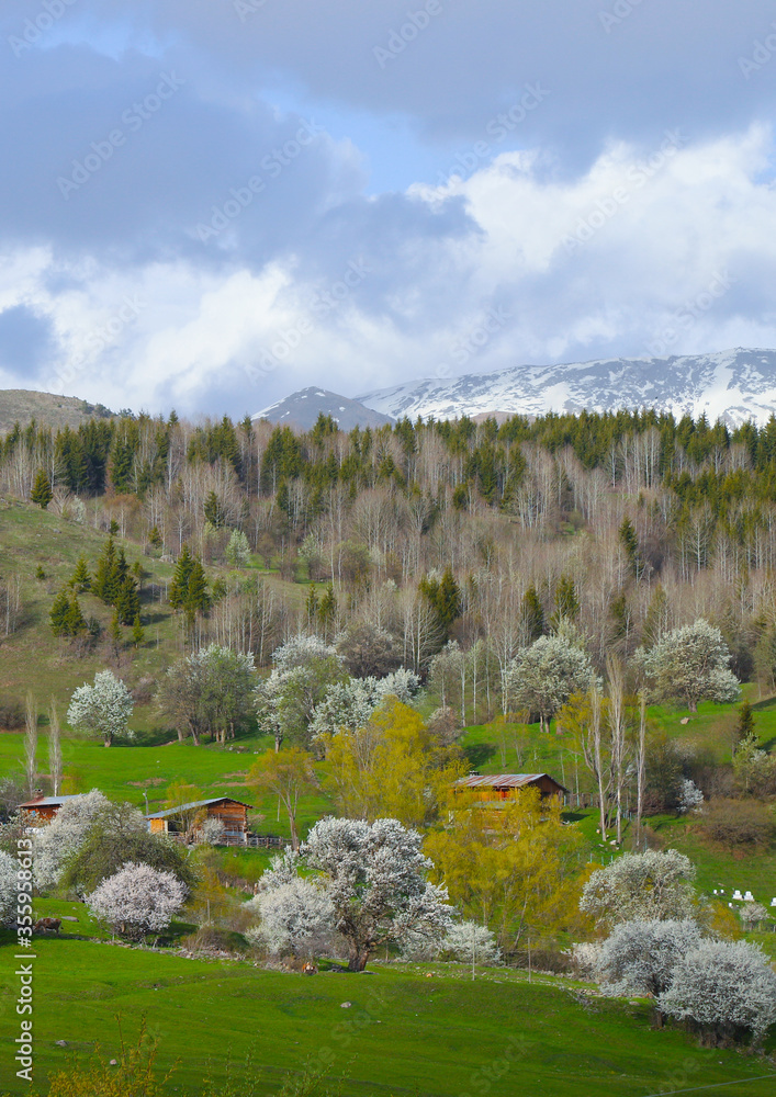 Scenic panoramic landscape of a picturesque green mountain valley in spring. Historic village with blossoming trees and traditional houses.Savsat/ARTVİN/TURKEY