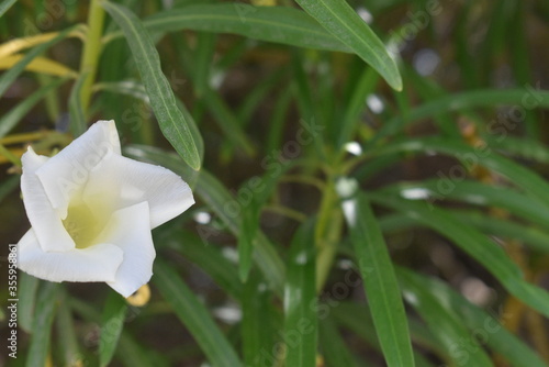 Closeup view of white cascabela thevetia.common name yellow oleander.