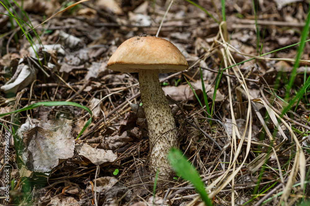 Cute penny bun mushroom is growing in the grass. The beautiful small brown cap of a cep is in the focus. It is vegetarian diet food. The mushroom grows in the forest. Cute penny bun mushroom is growing in the grass. The beautiful small brown cap of a cep is in the focus. It is vegetarian diet food. The mushroom grows in the forest.