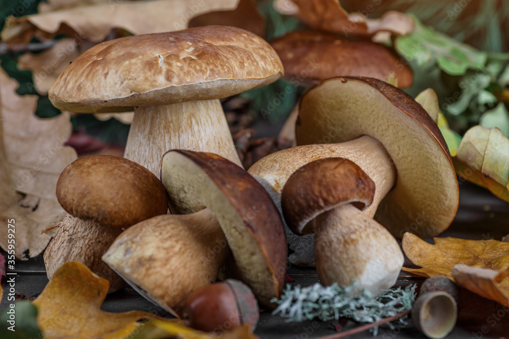Mushroom Boletus in wooden wicker basket. Boletus edulis over Wood Background, close up on rustic table. Cooking delicious organic mushroom. Gourmet food,Autumn Cep Mushrooms. Mushrooms Picking Mushroom Boletus in wooden wicker basket. Boletus edulis over Wood Background, close up on rustic table. Cooking delicious organic mushroom. Gourmet food,Autumn Cep Mushrooms. Mushrooms Picking