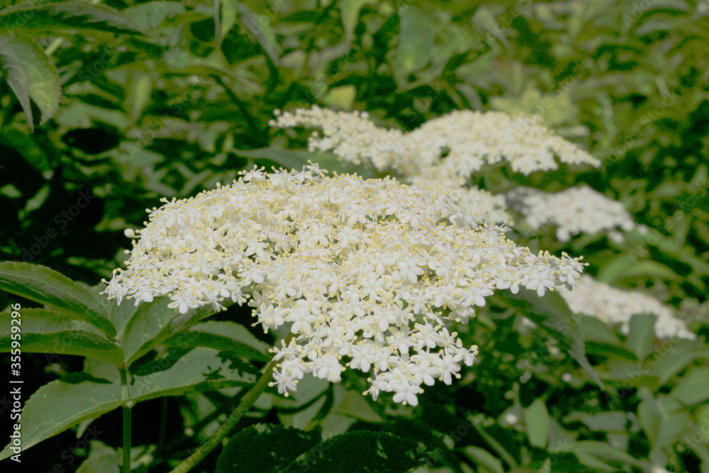 elderberry flowers Stock Photo Adobe Stock