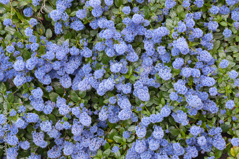 Beautiful bed of blooming Californian lilac flowers (Ceanothus thyrsiflorus repens). Beautiful bed of blooming Californian lilac flowers (Ceanothus thyrsiflorus repens).