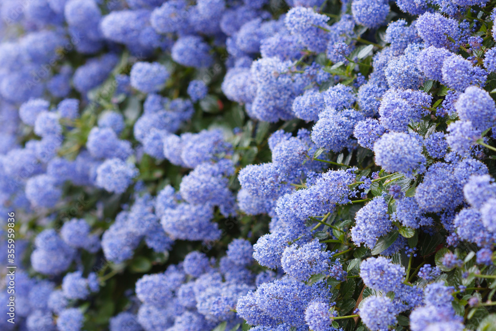 Beautiful bed of blooming Californian lilac flowers (Ceanothus thyrsiflorus repens). Shallow depth of field. Beautiful bed of blooming Californian lilac flowers (Ceanothus thyrsiflorus repens). Shallow depth of field.