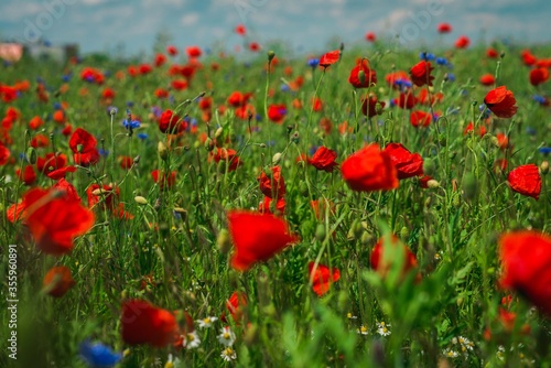 Fototapeta Naklejka Na Ścianę i Meble -  Piękna polana z polnymi kwiatami