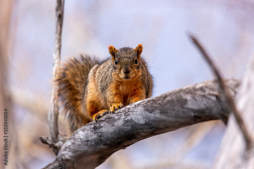 Obraz premium squirrel on a tree