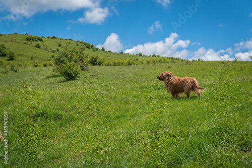 Majestic Wire-Haired Dachshund on a Sunny Hilltop
