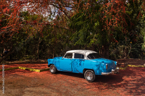 Old american car parked near to a beatiful tree full of red flowers. Cuba