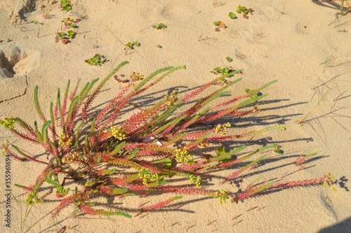 plantes de plage