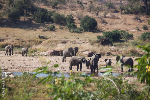 herd of elephant at the watering hole