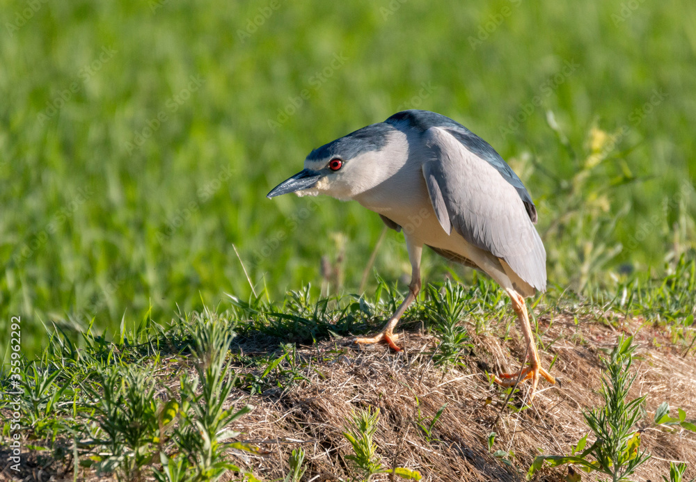 Naklejka premium Black crowned night heron bird