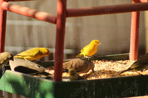 Photography feeding the birds