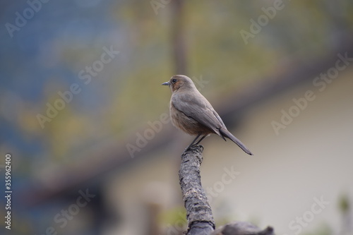 Indian Robin Saxicoloides fulicata  photo