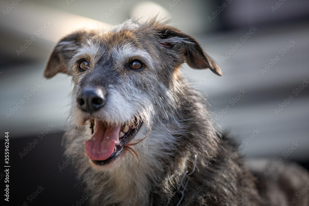 Outdoor portrait of a happy Irish wolfhound mix in warm afternoon sunlight. Outdoor portrait of a happy Irish wolfhound mix in warm afternoon sunlight.
