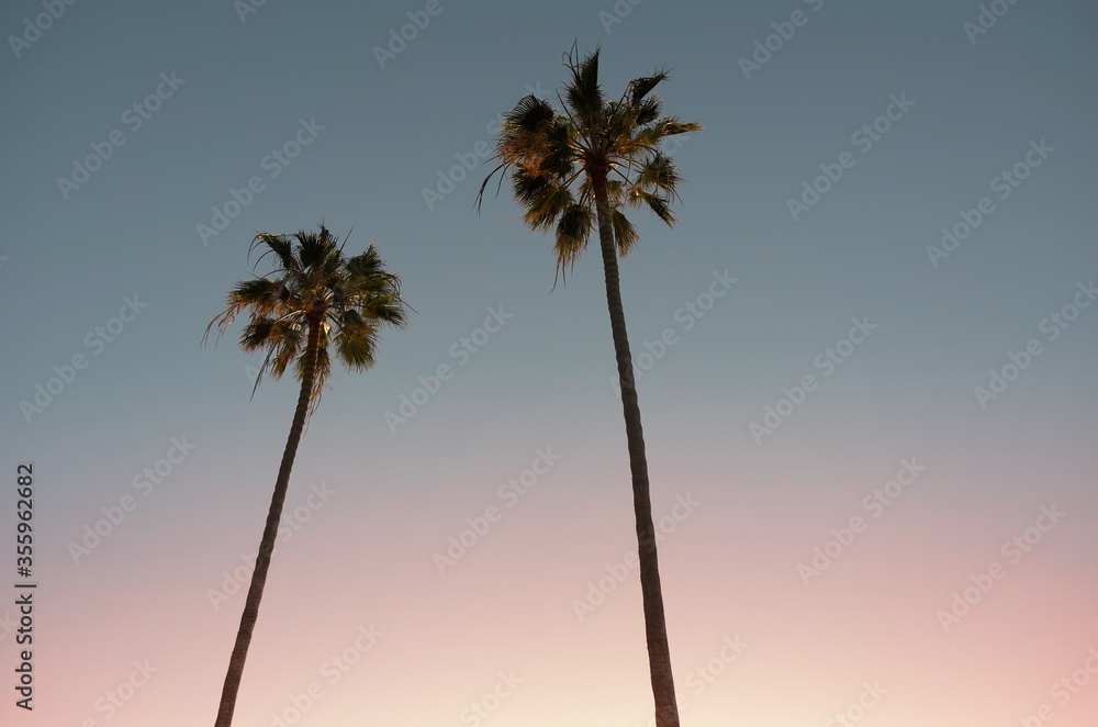 Obraz premium Palm Couple