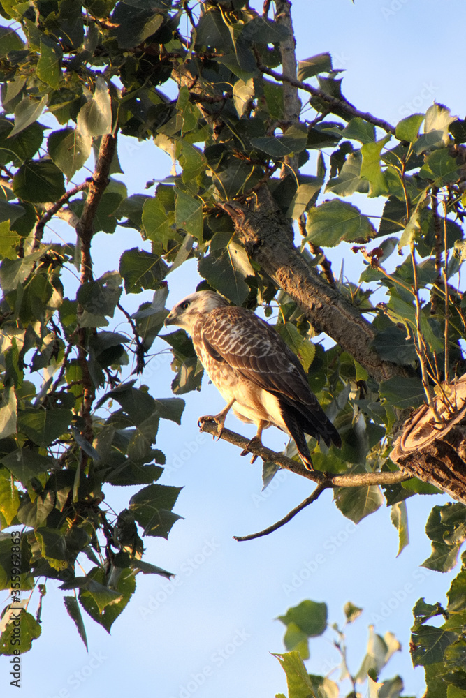 Obraz premium Ein Busard in einem Baum