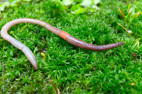 Useful Earthworm in the Nature