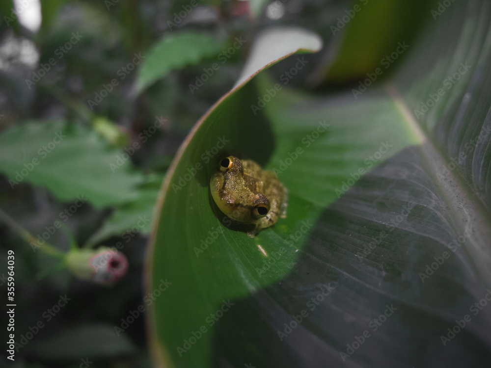 Small frog in costa rica Small frog in costa rica