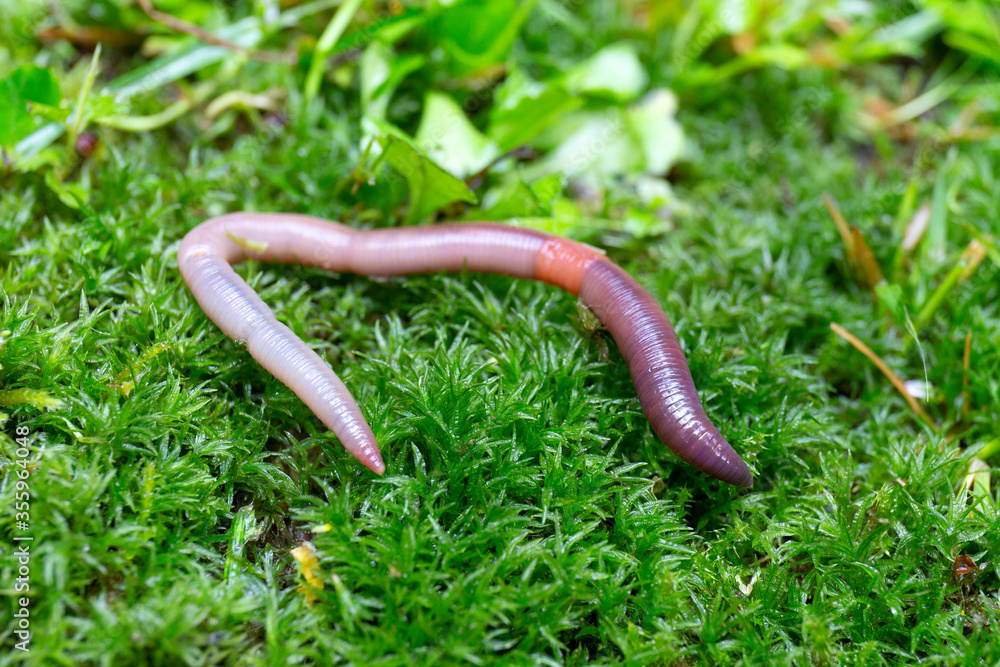 Useful Earthworm in the Nature